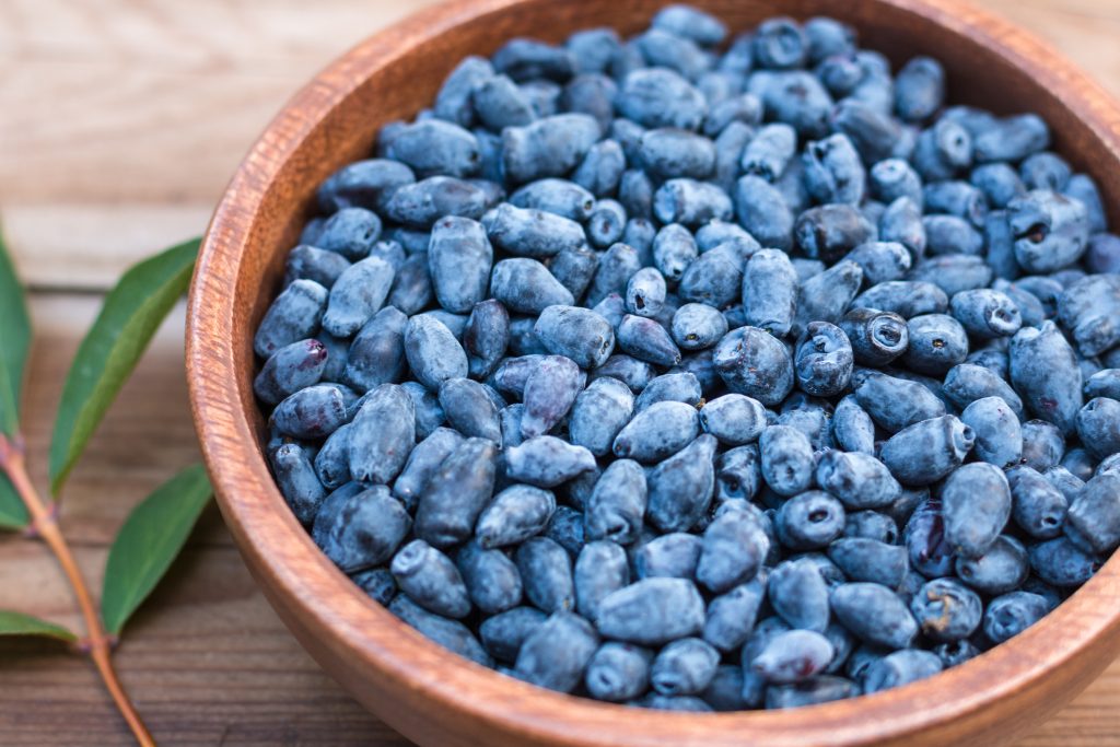 Why You Must Include Haskap Berries in Your Diet?